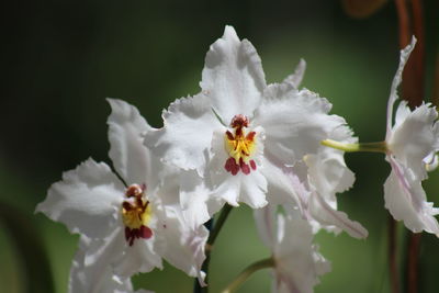 Close-up of white flowering plant