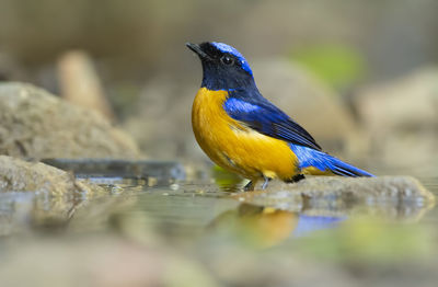 Close-up of bird perching on a lake