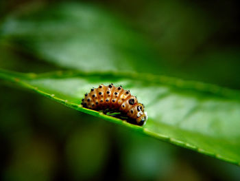 Close-up of insect on leaf