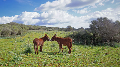 Horses in a field