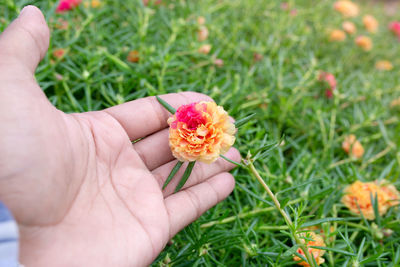 Cropped image of hand holding flower