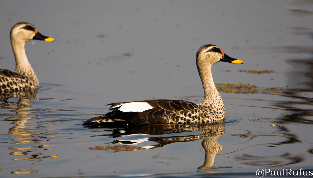 DUCK SWIMMING IN LAKE