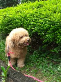 Dog sticking out tongue on grass