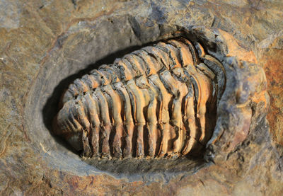 fossil