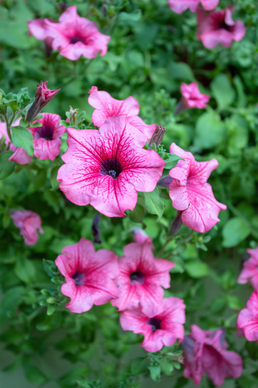 CLOSE-UP OF PINK COSMOS FLOWERS