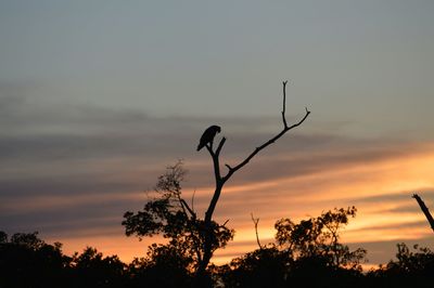 Silhouette of trees at sunset