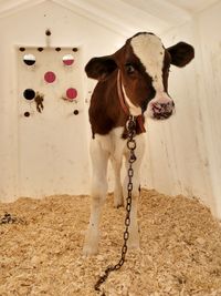 Close-up of cow standing against wall