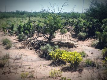 Plants growing on land