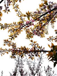 Low angle view of flowers blooming on tree