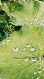 Full frame shot of wet plants