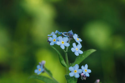 Close-up of white flowering plant