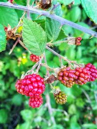 Close-up of cherries growing on plant