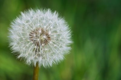 Close-up of dandelion flower