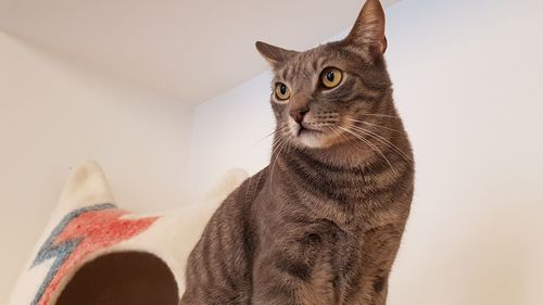 Close-up of a cat looking away