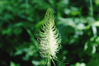 Close-up of green plant