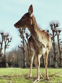 Deer standing in a field