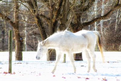 Horse on snow field against trees