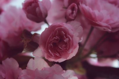 Close-up of pink roses