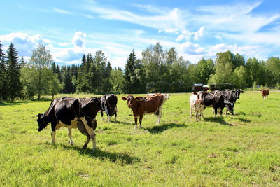 Cows on field against sky