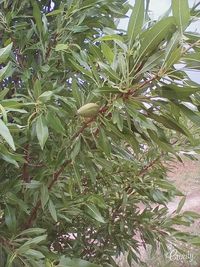 Plants growing in park