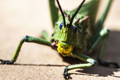 Close-up of insect