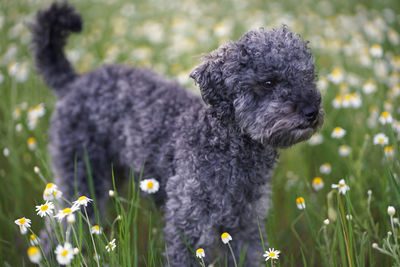 Portrait of a cute 1 year old grey colored poodle dog in a wild meadow with white chamomile flowers.