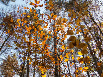 Low angle view of trees in forest during autumn