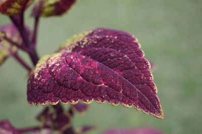 Close-up of a purple leaf