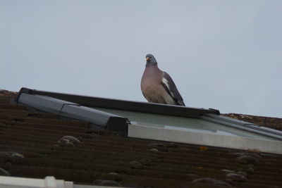 Low angle view of bird perching on roof