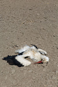 High angle view of animal resting on sand