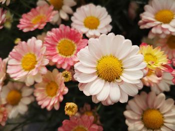 Close-up of pink daisy flowers