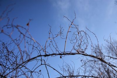 Low angle view of bare tree against blue sky