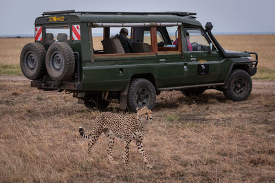 View of horse cart on field