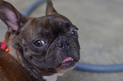 Close-up portrait of a dog