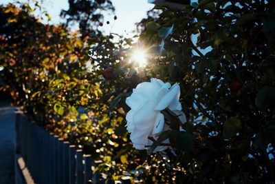 Low angle view of flowering plant against sky