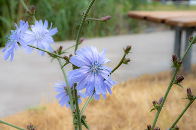 Close-up of purple flowering plants