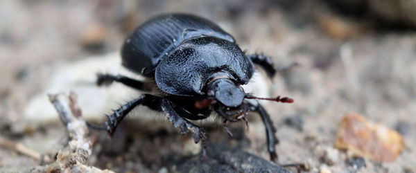 Close-up of insect on rock. a dung beetle in search of shit