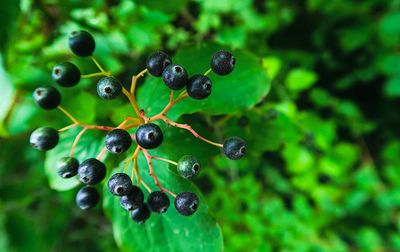 Close-up of berries growing on plant