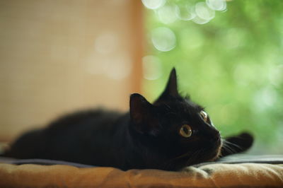 Black cat laying down against a background of summer green leaves