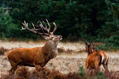 Deer by tree