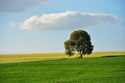 Tree on field against sky