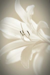 Close-up of white flowers