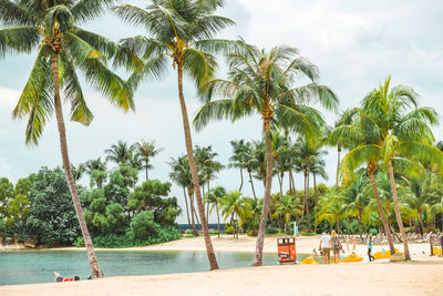 Palm trees on beach against sky