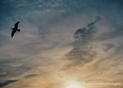 Low angle view of bird flying in sky