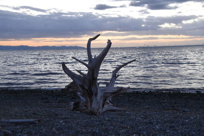 Driftwood on beach against sky during sunset