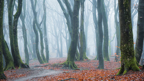 Trees in fog 