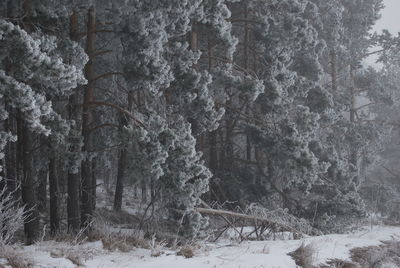 Close-up of trees in forest during winter