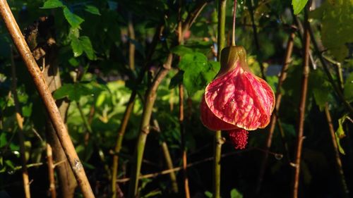 Close-up of red flower against blurred background