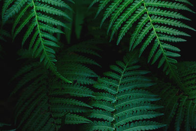 Natural green foliage of tropical fern in dark tone color