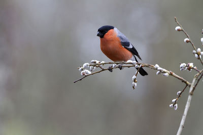 Close-up of bird perching on twig